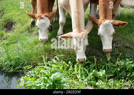 Dorney, Buckinghamshire, Regno Unito. 19th maggio, 2023. I bovini stavano pascolando su erbacce che crescono nel ruscello di Roundmoor Ditch vicino a Dorney Common in un pomeriggio caldo. Il comune di Dorney è stato usato per pascolare il bestiame per oltre mille anni. Credit: Maureen McLean/Alamy Live News Foto Stock