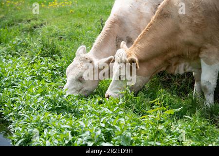 Dorney, Buckinghamshire, Regno Unito. 19th maggio, 2023. I bovini stavano pascolando su erbacce che crescono nel ruscello di Roundmoor Ditch vicino a Dorney Common in un pomeriggio caldo. Il comune di Dorney è stato usato per pascolare il bestiame per oltre mille anni. Credit: Maureen McLean/Alamy Live News Foto Stock