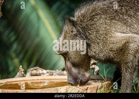 Ritratto di baboon Chacma bevendo in uno stagno nel parco nazionale di Kruger, Sudafrica; Famiglia di specialità Papio ursinus di Cercopithecidae Foto Stock