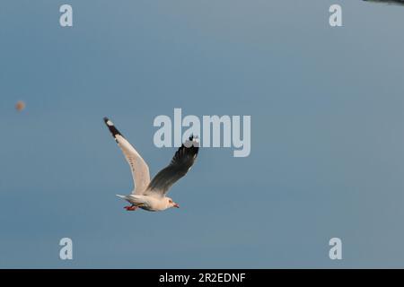 gabbiano, il gabbiano dalla testa marrone è un uccello che vola o galleggia in un gregge. Foto Stock