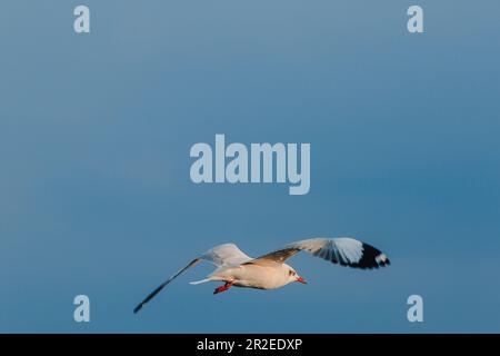 gabbiano, il gabbiano dalla testa marrone è un uccello che vola o galleggia in un gregge. Foto Stock