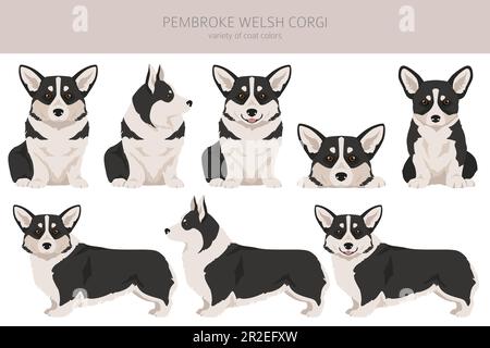 Clipart gallese Corgi Pembroke. Set di tutti i colori del mantello. Infografica sulle caratteristiche di tutte le razze di cani. Illustrazione vettoriale Illustrazione Vettoriale