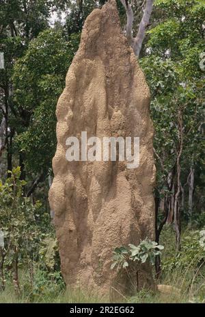 Coptotermes acinaciformis è una specie di termite sotterranea della famiglia Rhinotermitidae originaria dell'Australia. Foto Stock