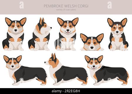 Clipart gallese Corgi Pembroke. Set di tutti i colori del mantello. Infografica sulle caratteristiche di tutte le razze di cani. Illustrazione vettoriale Illustrazione Vettoriale