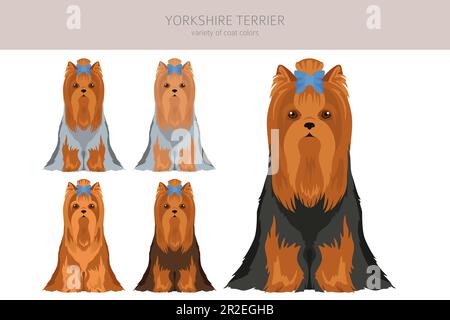 La scogliera dello Yorkshire Terrier. Pose diverse, set di colori del mantello. Illustrazione vettoriale Illustrazione Vettoriale