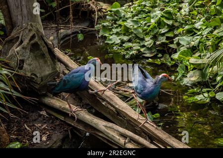 Due uccelli paludose occidentali blu (Porphyrio porphyrio) nella giungla. Foto Stock