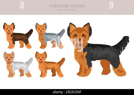 La scogliera dello Yorkshire Terrier. Pose diverse, set di colori del mantello. Illustrazione vettoriale Illustrazione Vettoriale