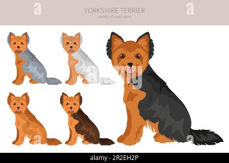 La scogliera dello Yorkshire Terrier. Pose diverse, set di colori del mantello. Illustrazione vettoriale Illustrazione Vettoriale