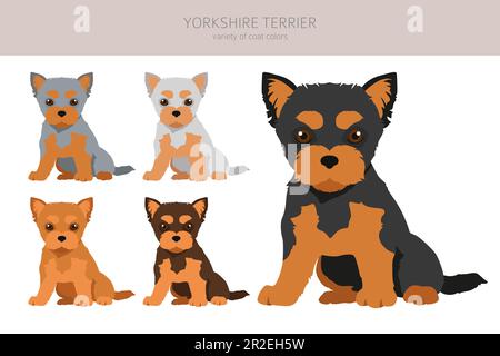 La scogliera dello Yorkshire Terrier. Pose diverse, set di colori del mantello. Illustrazione vettoriale Illustrazione Vettoriale