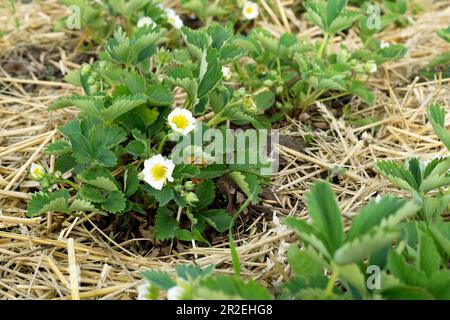 Pacciame di paglia per piante di fragole. Pacciamatura di fragole da giardino sulle cannucce da giardino per proteggere contro la germinazione delle erbacce. Bushe di fragola giovane Foto Stock