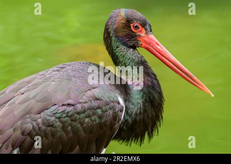 Cicogna nera, Ciconia nigra, Parco Nazionale della Foresta Bavarese, Foresta Bavarese, bassa Baviera, Baviera, Germania Foto Stock