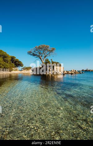 Spiaggia e pini, Palombaggia, Porto Vecchio, Corse-du-Sud, Corsica, Francia Foto Stock