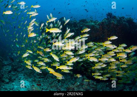 Sparo di Snappers a strisce blu, Lutjanus kasmira, Ari Atoll, Oceano Indiano, Maldive Foto Stock