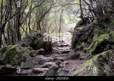 Scalini di pietra a Sentier de la Spilonca vicino ad Ota, negli altopiani tra Evisa e Porto, Corsica occidentale, Francia Foto Stock