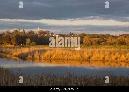 Vista sull'Oder fino al villaggio di Czelin in Polonia, Oderbruch, Brandeburgo, Germania Foto Stock