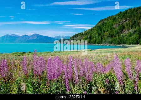 Fiori viola di fronte ad un panorama montano circondato da acque blu chiaro del ghiacciaio Foto Stock