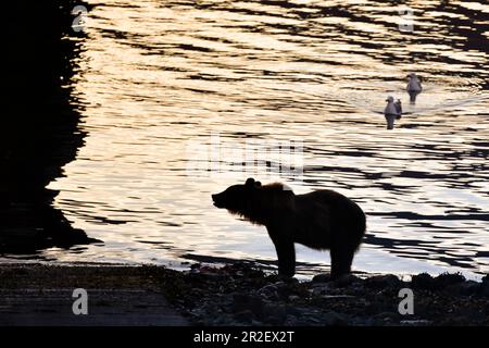 Bear si trova sulla riva per la pesca del salmone. 2 gabbiani sono curiosi. Heines, Alaska. Foto Stock