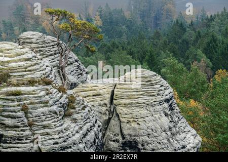 Il pino cresce su torri rocciose, montagne di arenaria dell'Elba, Parco Nazionale della Svizzera Sassone, Svizzera Sassone, Sassonia, Germania Foto Stock