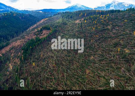 Danni alla foresta, con getti di vento causati dalla tempesta Vaia il 29 ottobre 2018 a Eggental, Passo di Karer, Alto Adige, Italia Foto Stock