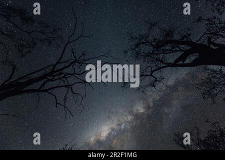 Cielo notturno a Edith Falls nel nord-est dell'Australia, Kathrine, Northern Territory, Outback, Australia, Oceania Foto Stock