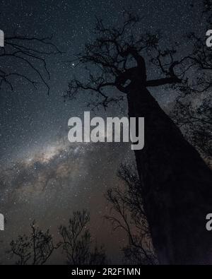 Cielo notturno a Edith Falls nel nord-est dell'Australia, Kathrine, Northern Territory, Outback, Australia, Oceania Foto Stock