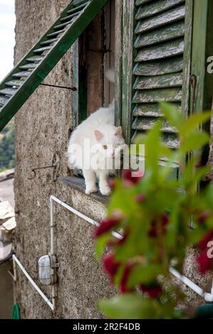 Gatto bianco su una finestra, casa nei vigneti sopra Vernazza, cinque Terre, Italia Foto Stock