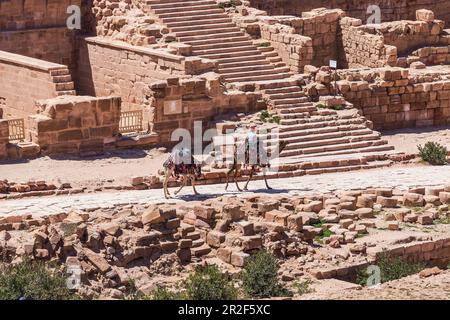 Beduino attraversa le rovine di Petra, Giordania, con i suoi due cammelli Foto Stock