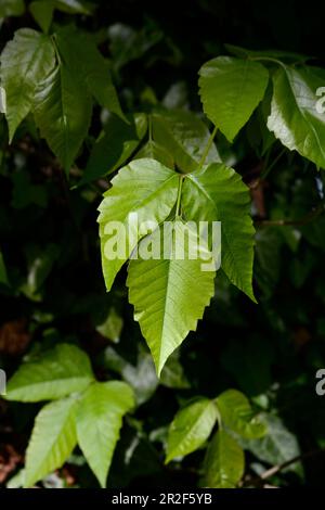 Avvelenamento Ivy (Toxicodendron radicans) che cresce nei boschi in Virginia, USA. Foto Stock