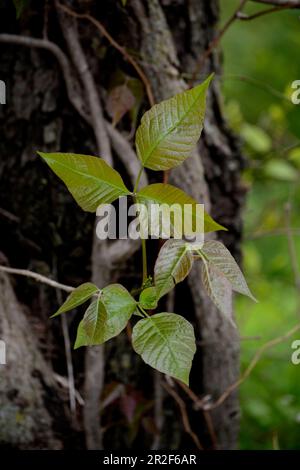 Avvelenamento Ivy (Toxicodendron radicans) che cresce nei boschi in Virginia, USA. Foto Stock