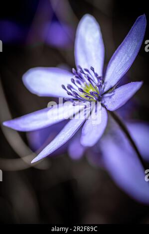 Scilla bifolia (squill alpino o squill a due foglie). Bellissima foto ravvicinata del fiore di scilla bifolia Foto Stock