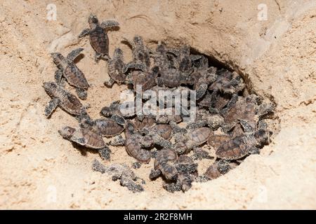 Hawksbill tartarughe botola, Eretmochelys imbricata, Nuova Irlanda, Papua Nuova Guinea Foto Stock