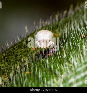 Piccolo ragno di granchio rapido (Mecaphesa sp.) Dalla foresta pluviale di Las Arrieras, Sarapiqui, Costa Rica. Foto Stock