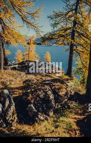 Autunno foresta sul lago Sils in alta Engadina, St Moritz in Engadina, Svizzera, Europa Foto Stock