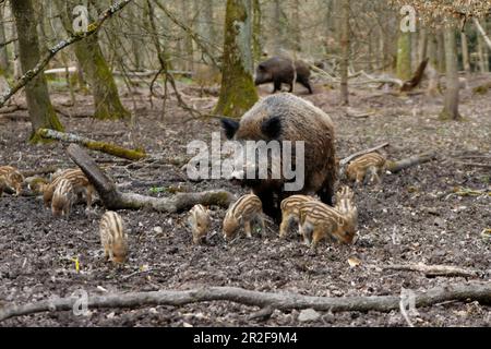 Cinghiale (Sus scrofa), scrofa femminile con piante fresche, cinghiale recinto, Stoccarda, Baden-Wuerttemberg, Germania Foto Stock