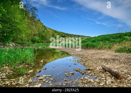 Infiltrazione del Danubio nei pressi di Immendingen, Immendingen, pista ciclabile del Danubio, Baden-Württemberg, Germania Foto Stock