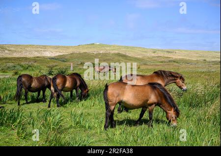 Pony Exmoor (Equus przewalskii F. caballus), cavalli selvaggi, nel santuario di Bollekamer, Isola di Texel, Mare del Nord, Olanda del Nord Foto Stock