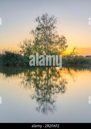 Area di protezione della natura Reinheimer Teiche, Darmstadt Dieburg, Hessen, Germania Foto Stock