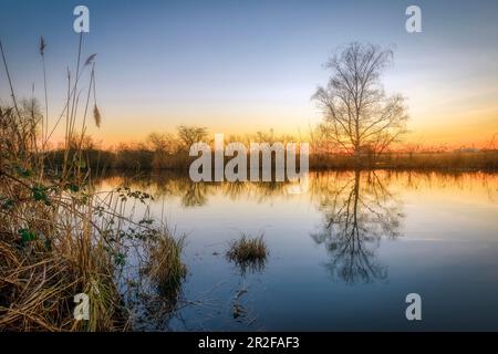 Area di protezione della natura Reinheimer Teiche, Darmstadt Dieburg, Hessen, Germania Foto Stock