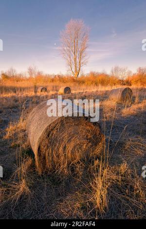 Area di protezione della natura Reinheimer Teiche, Darmstadt Dieburg, Hessen, Germania Foto Stock