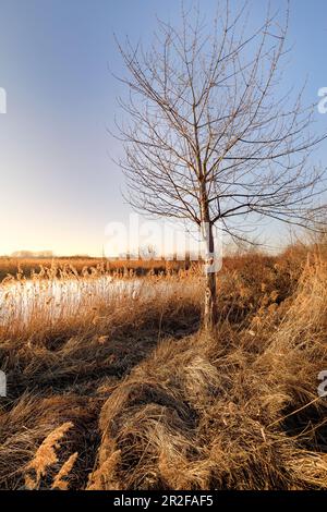 Area di protezione della natura Reinheimer Teiche, Darmstadt Dieburg, Hessen, Germania Foto Stock