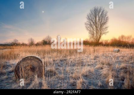 Area di protezione della natura Reinheimer Teiche, Darmstadt Dieburg, Hessen, Germania Foto Stock