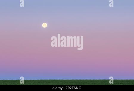 Luna crescente su prato, Niefern, Grand Est, Alsazia, Francia Foto Stock