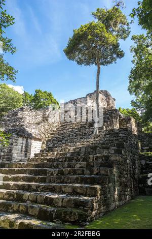 Scale di piramide Maya sovrastate sui terreni del tempio di Calakmul, Penisola di Yucatan, Messico Foto Stock