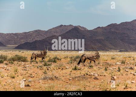 Antelope vicino alla strada D707 nel deserto della Namibia sulla strada per Sesriem, Namibia Foto Stock