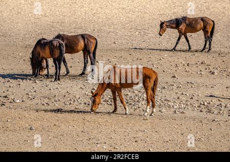 Cavalli selvatici, da, Suculents Karoo, Namibia Foto Stock