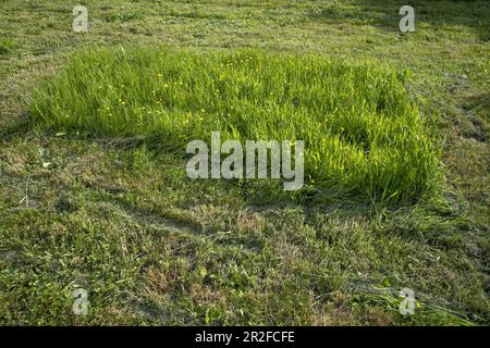 Lierde, Belgio. 19th maggio, 2023. La figura mostra un prato erboso a Lierde venerdì 19 maggio 2023. La campagna 'Maai Mei niet - en mai, tonnellate a l'arret' (No Mow May) invita a non falciare il prato in maggio per dare alle piante in erba la possibilità di fiorire. FOTO DI BELGA NICOLAS MAETERLINCK Credit: Belga News Agency/Alamy Live News Foto Stock
