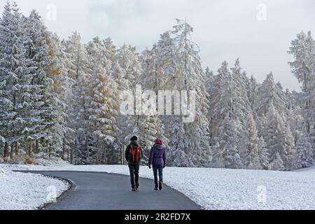 Passeggiate nella zona di protezione del paesaggio di Lärchenwiesen con la prima neve, tardo autunno sull'altopiano di Mieminger, Tirolo Foto Stock