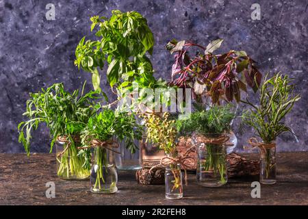 Vasetti con mazzetti di erbe da giardino fresche verdi si trovano sul tavolo su uno sfondo scuro. Cucina ancora vita Foto Stock