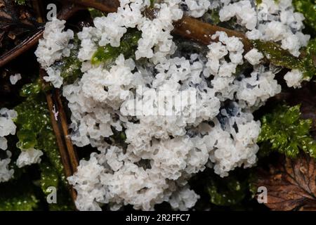 Schiuma di calce muffa latte caffè marrone corpo croccante fruttato Foto Stock