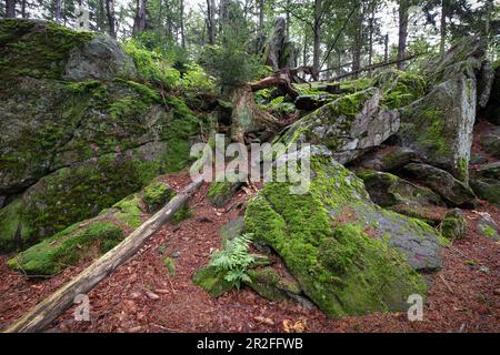Vista delle rocce di muschio sul sentiero per Lusen nel Parco Nazionale della Foresta Bavarese, bassa Baviera, Baviera, Germania, Europa Foto Stock